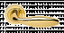 Дверные ручки MORELLI Luxury SIENA OTL Цвет - Золото