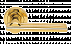 Дверные ручки MORELLI Luxury ORCHIDEA OTL Цвет - Золото