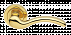 Дверные ручки MORELLI Luxury PATRICIA OTL Цвет - Золото